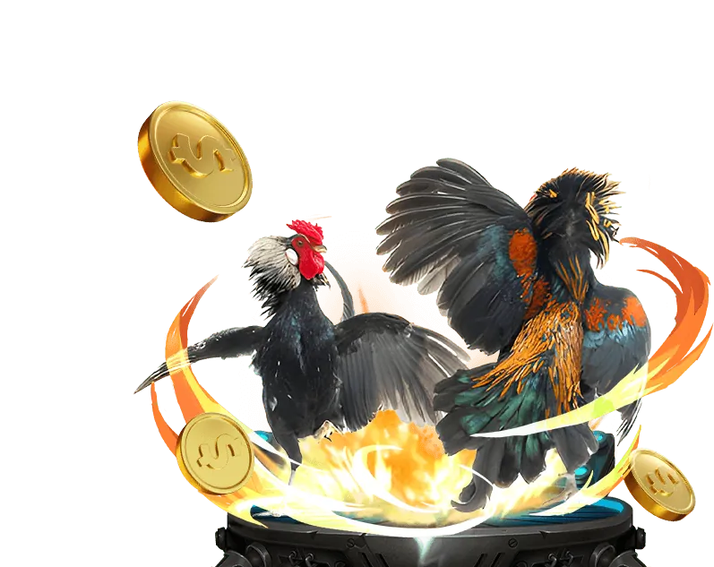 Điều kiện sân đấu và thời tiết ảnh hưởng đá gà